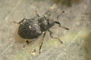 Thumbnail 378957 A