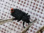 Thumbnail 379034