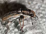 Thumbnail 379036 B