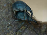 Thumbnail 379039 A