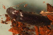 Thumbnail 379045 A