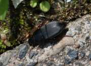 Thumbnail 379056 B
