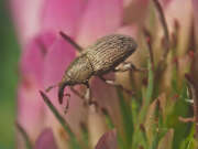 Thumbnail 379062 A