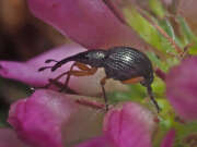 Thumbnail 379063 A