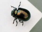 Thumbnail 379096 B