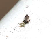 Thumbnail 379103 B