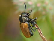 Thumbnail 379106 A