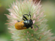 Thumbnail 379106 B