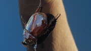 Thumbnail 379155 B