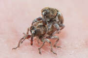 Thumbnail 379157 A