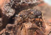 Thumbnail 379202 A