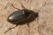 Thumbnail 379210 B