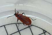 Thumbnail 379213 A