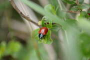 Thumbnail 379220 B