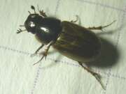 Thumbnail 379228 B