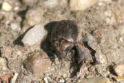 Thumbnail 379232 B
