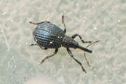 Thumbnail 379388 A