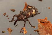 Thumbnail 379405 B