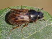 Thumbnail 379410 B