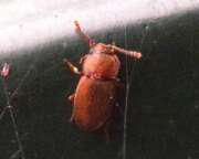 Thumbnail 379481 A