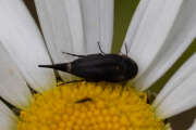 Thumbnail 379483 A