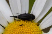 Thumbnail 379483 B