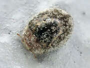 Thumbnail 379484 A