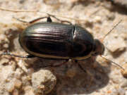 Thumbnail 379492 B