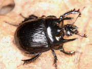 Thumbnail 379512 A