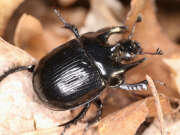 Thumbnail 379512 B