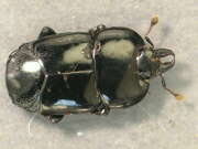 Thumbnail 379516 A