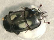 Thumbnail 379516 B