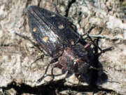 Thumbnail 379524 B