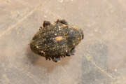 Thumbnail 379538 A