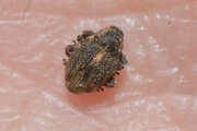 Thumbnail 379538 B