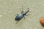 Thumbnail 379552 A