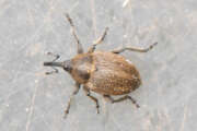 Thumbnail 379567 B