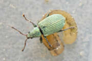 Thumbnail 379570 A