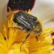 Thumbnail 379577 B