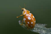 Thumbnail 379581 B