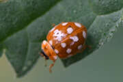 Thumbnail 379582 B