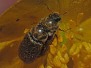 Thumbnail 379611 A