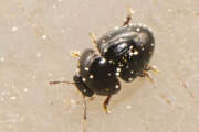 Thumbnail 379618 A