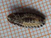 Thumbnail 379678 B