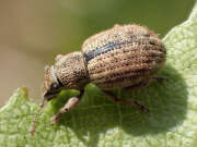 Thumbnail 379703 B