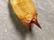 Thumbnail 379710 B