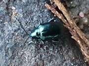 Thumbnail 379726 B