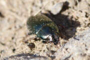 Thumbnail 379729 B