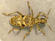 Thumbnail 379737 B