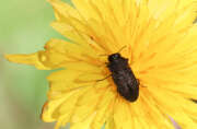 Thumbnail 379740 A